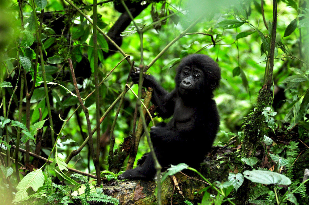 Sanctuary Gorilla Forest Camp Hotel Ntungamo  Exterior photo